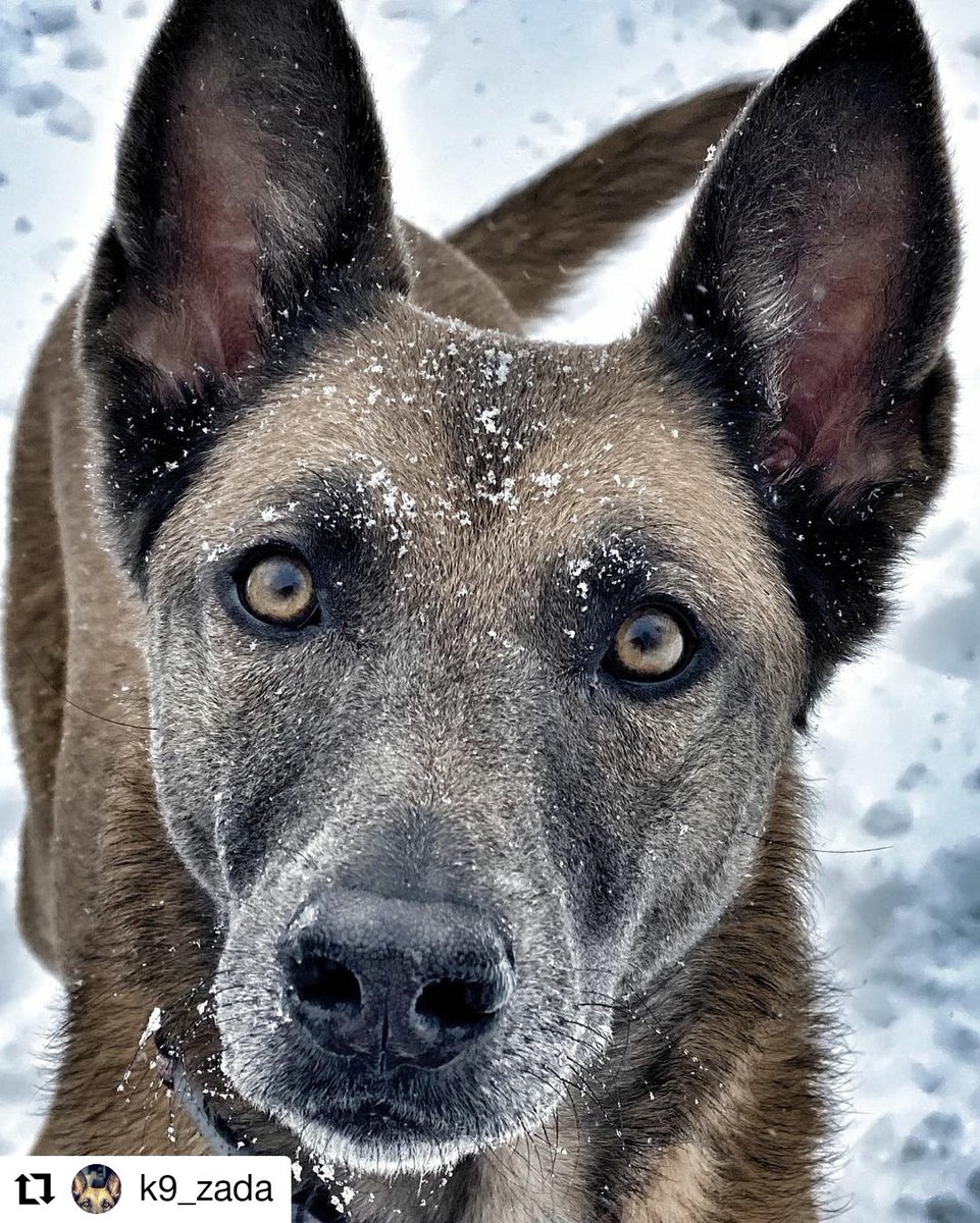 leighterry1932's tweet photo. Ice Queen ❄️ #Repost @k9_zada #k9 #k9partner #k9life #maligator #maligatormonday #malinois #belgianmalinois #femalek9 #policek9 #police #dog #thinblueline #thickblueline #lawenforcement #snowdog #snowday #goodgirl #doggo #dogsofinstagram #dogstagram https://t.co/Ju6u33AALN