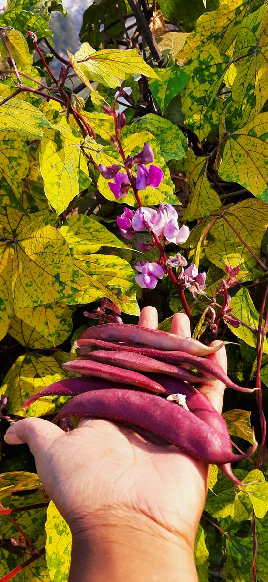 PandaNupur's tweet photo. मेरे घर की सेम की फली 🌿
#GoodMorningEveryone  #morningvibes  #homegarden  #beorganic #StayHealthy #enjoyingwinter #vegetable https://t.co/QzdmZUW7I7