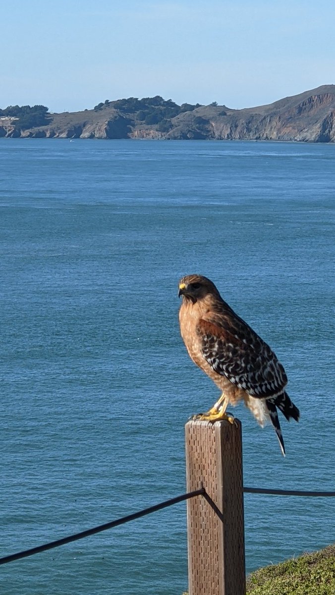 usa4's tweet photo. #Goldengatewingmen. https://t.co/JSYZccWD2l