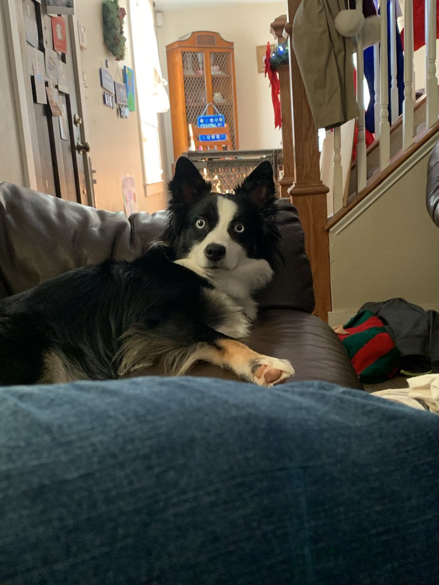 sasysquatchgirl's tweet photo. This is what happens if you make eye contact with a wild sheep dog...
#mauled #kisses #dogsoftwitter
#itsablur #doggo https://t.co/gBh99Sdaka