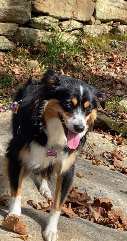 anndennett's tweet photo. @PascoSheriff Late again but all locked up safe and sound @9:45 pm. #9PMRoutine Waynesville NC with the #AussieCrew #AustralianSheperdsRule #GrandpupgirlFaith https://t.co/z5GtjHTkaL