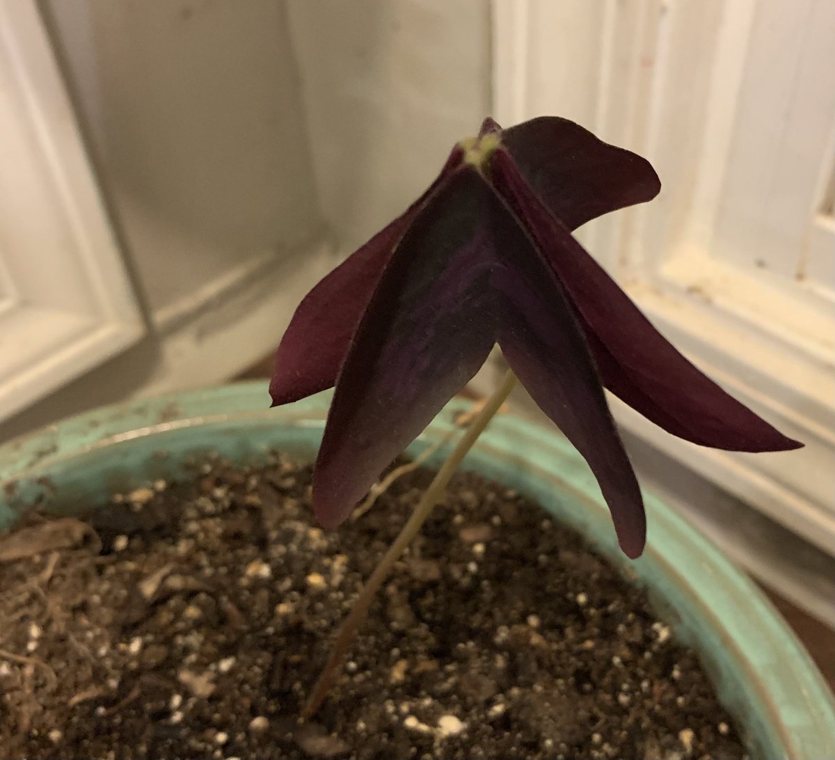 AmberMcIntosh07's tweet photo. Oxalis closed in the evening. https://t.co/LXT0cyG9jd