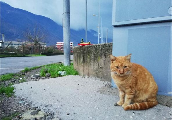 Luca_15_5's tweet photo. Adozione del❤️
Romeo, Fiv positivo, 3/4 anni, castrato 
Vive in strada ma ha assoluto bisogno di una casa
Si affida ESCLUSIVAMENTE dopo preaffido in appartamento
NO PIANO TERRA
Si trova vicino Salerno ma viaggia dalla Campania in su
Info WhatsApp al3478433129 oppure al 3331977206 https://t.co/s18CShv08H