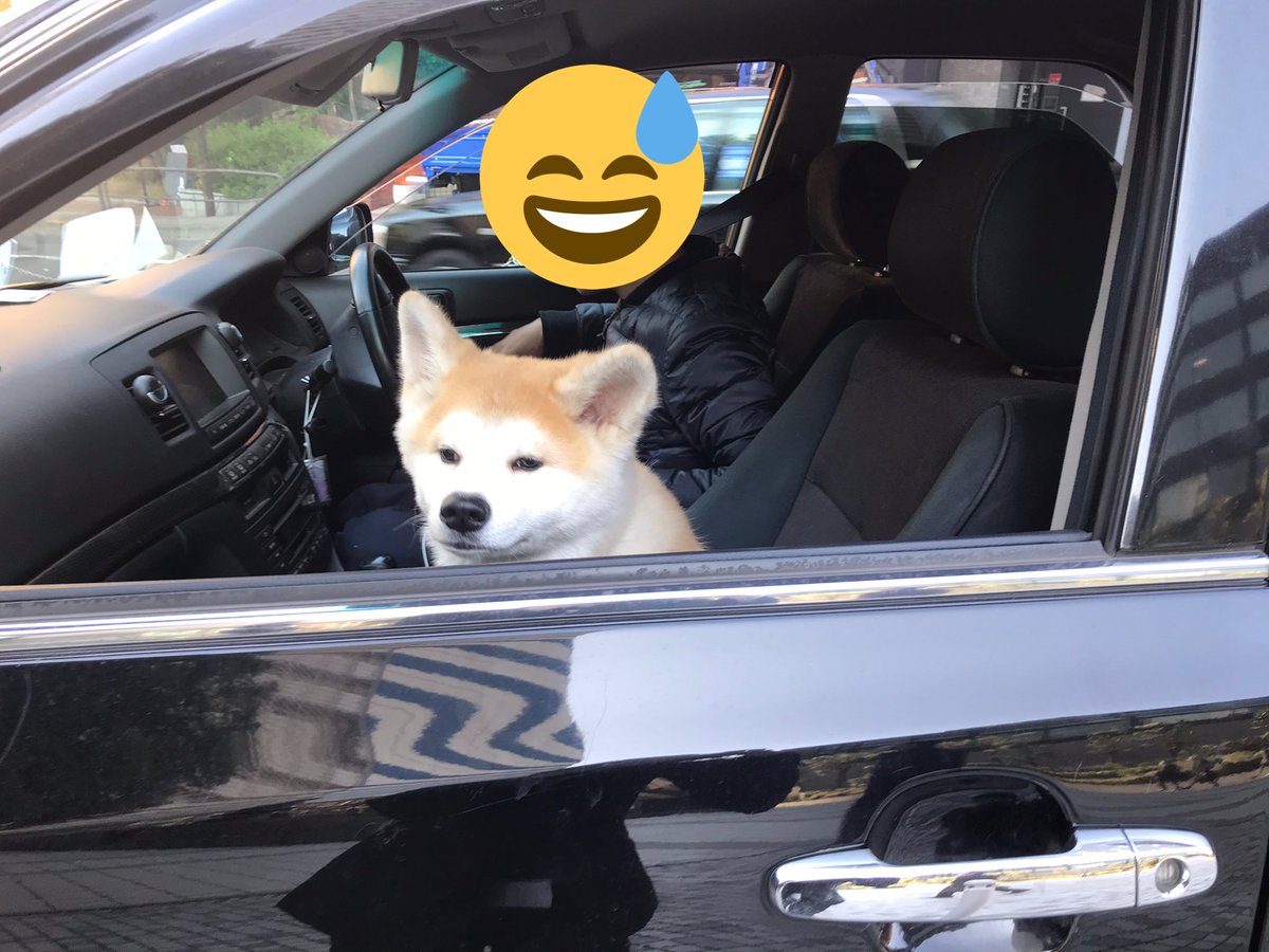 あきたこまち 車酔いしちゃった犬の顔 秋田犬 車 あきたこまち 車酔いしちゃった犬の顔 秋田犬 車