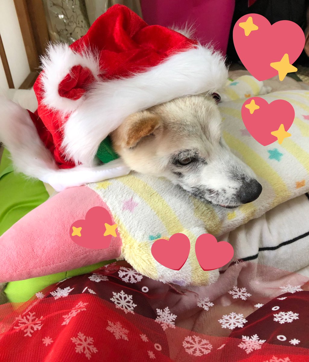 hima_sj's tweet photo. #愛犬 #Dog #シニア犬 #ペットロス #老犬介護 #絵本 #イラスト #ppicturebook #illustration
おはようございますだど❣️
ぽくはスタンバってるど…
サンタさん来るかなぁ…
明日かなぁ。明後日?くるかなぁ…
今日も寒いけど素敵な日になりますようにだど🦋❣️
皆さんの幸せ祈ってますど💐
優太郎🐶🌈 https://t.co/9TcTNQ3gD5