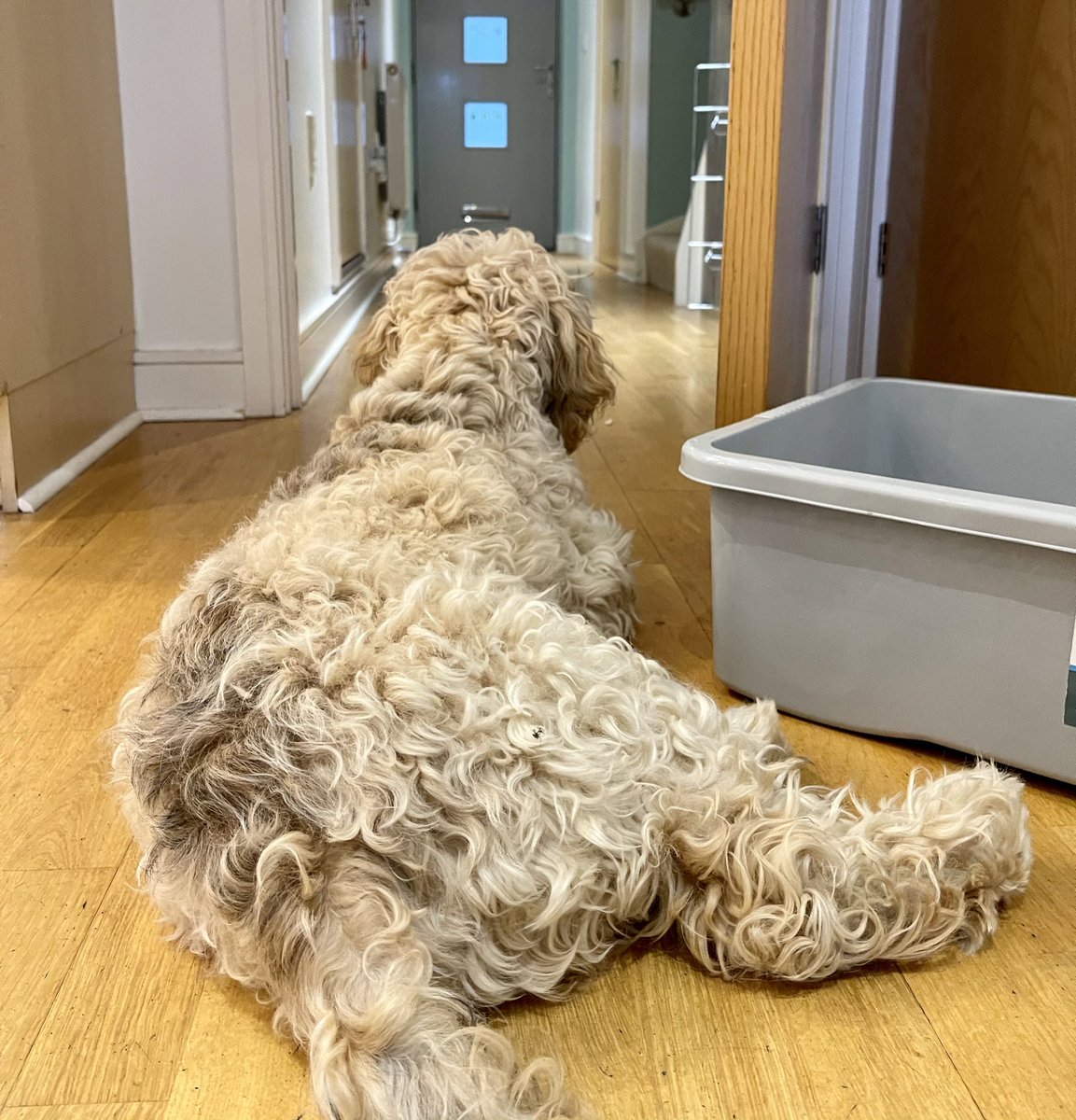 Day 137. Where’s my postman? He is one of the best humans I’ve met. He knows my name is Ziggy, he always has a treat for me and sometimes pops it through the letterbox if my humans aren’t around. I don’t know which dog pal trained him but they did a great job! #dogsoftwitter