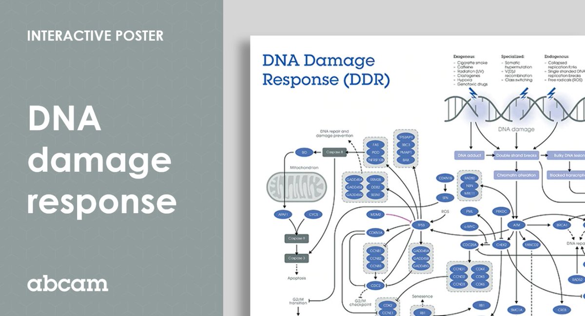 abcam's tweet image. Become a #DNAdamageresponse expert in no time with our latest interactive poster – summarizing the key targets involved in DDR both from endogenous and exogenous sources. Download now: bit.ly/3moEW4o 
#ReplicationStress #cancer #DNArepair