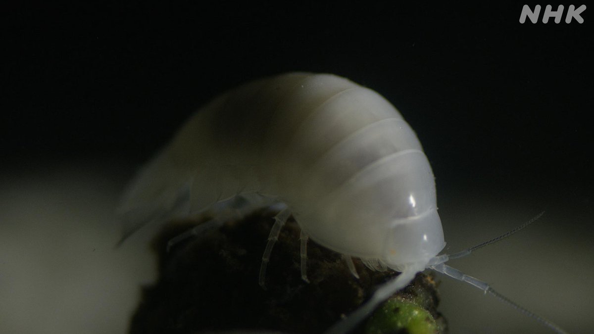 ダーウィンが来た 27日夜7時30分 神秘の水中洞窟 目や色素がない ブラインドケイブフィッシュ も 白いダンゴムシの仲間 数年間も食事をしなくても生きていける ダイオウグソクムシの親戚 も海からの侵入者 洞窟に入り込み独自の進化を遂げまし