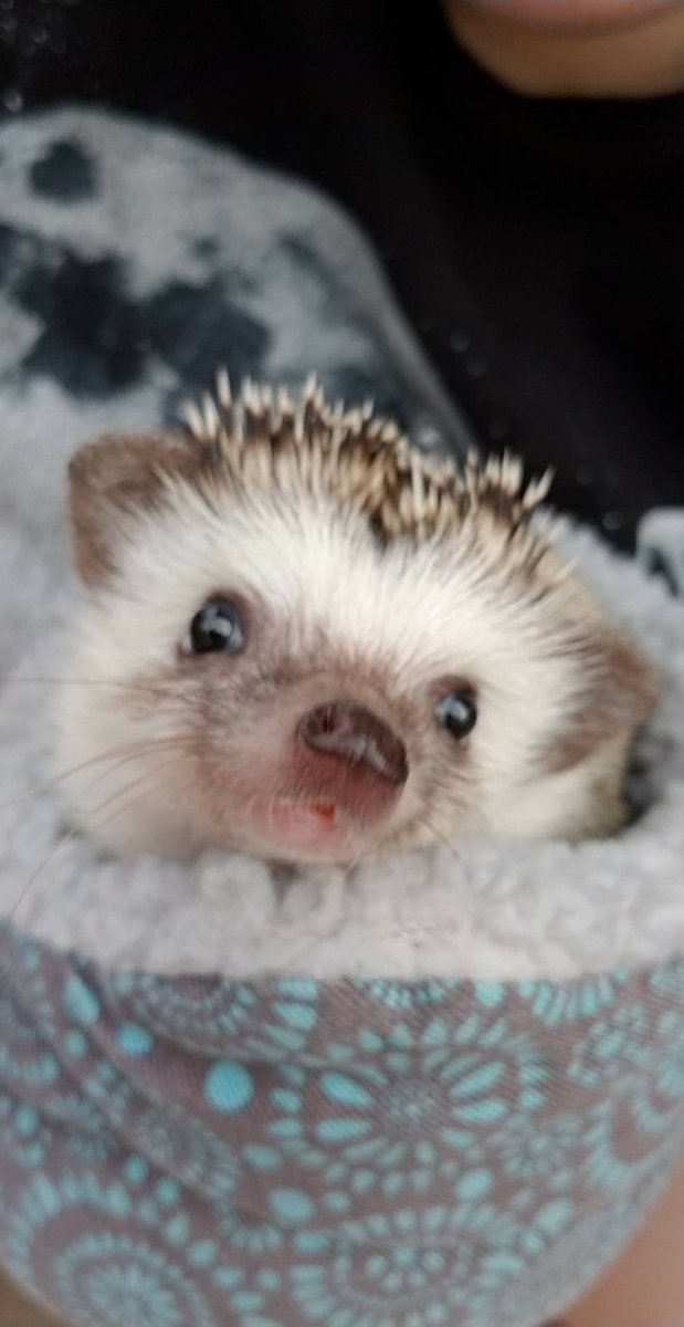 Britney1715's tweet photo. @Dicerolltv This is my hedgie. His name is Chocolate Chip Hufferson. 🦔❤ https://t.co/cY7llas84A