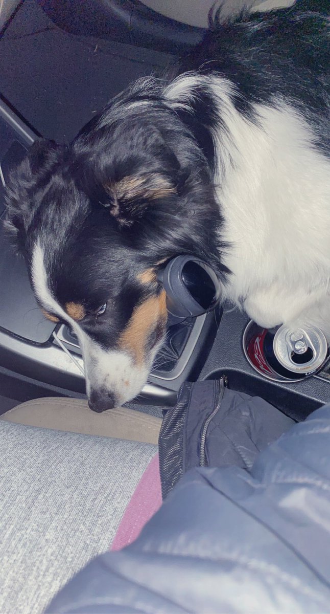 callmemeghann's tweet photo. My dog is low key mad that I picked him up from my parents house when we got back from our honeymoon. He likes his grandparents better and he’s not even trying to hide it. Not even a little. https://t.co/z1ICRVs7CM