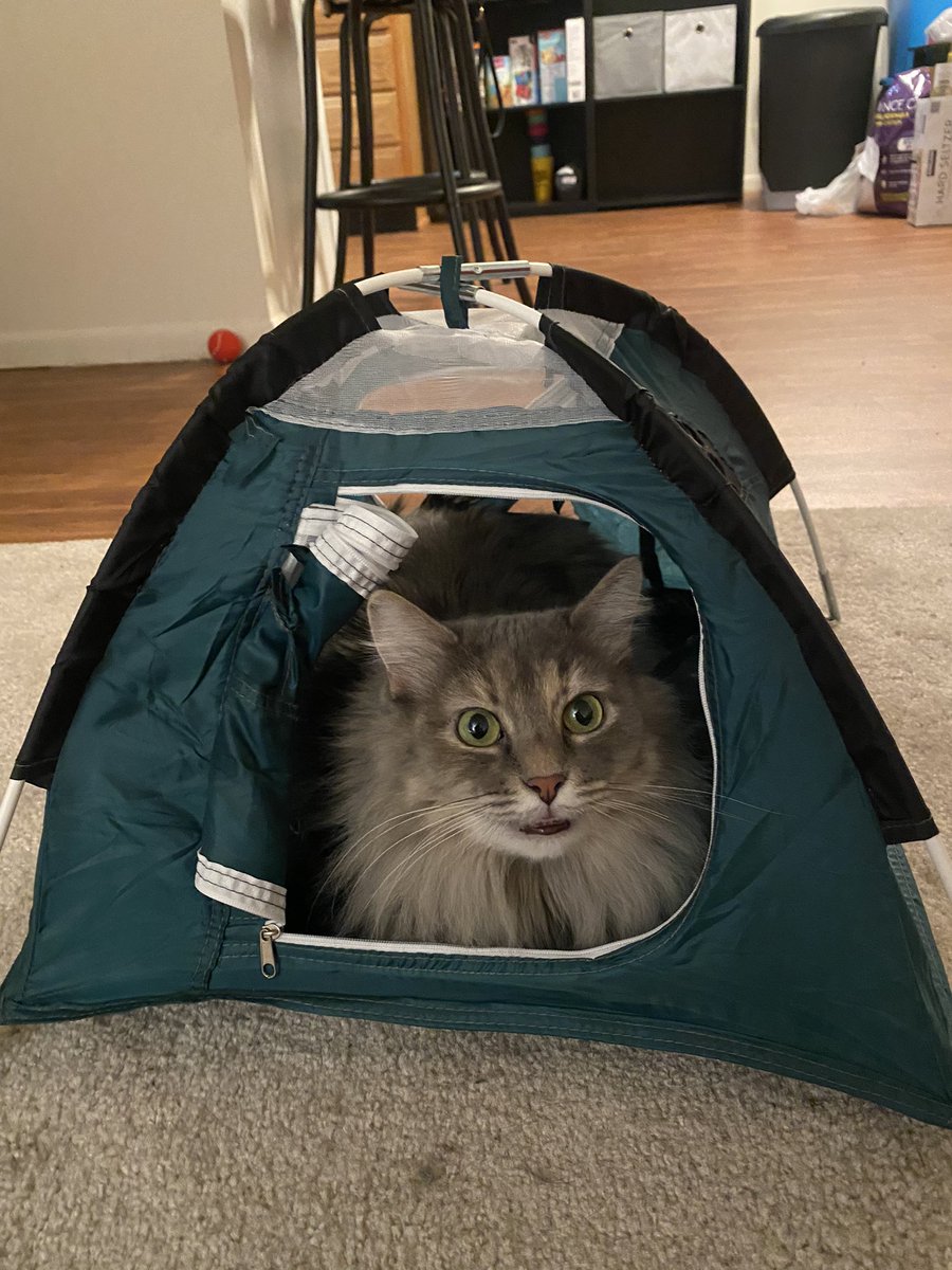 stephaniiee23's tweet photo. I had to share. She loves her new #TinyTent https://t.co/PkcRbnXl2P
