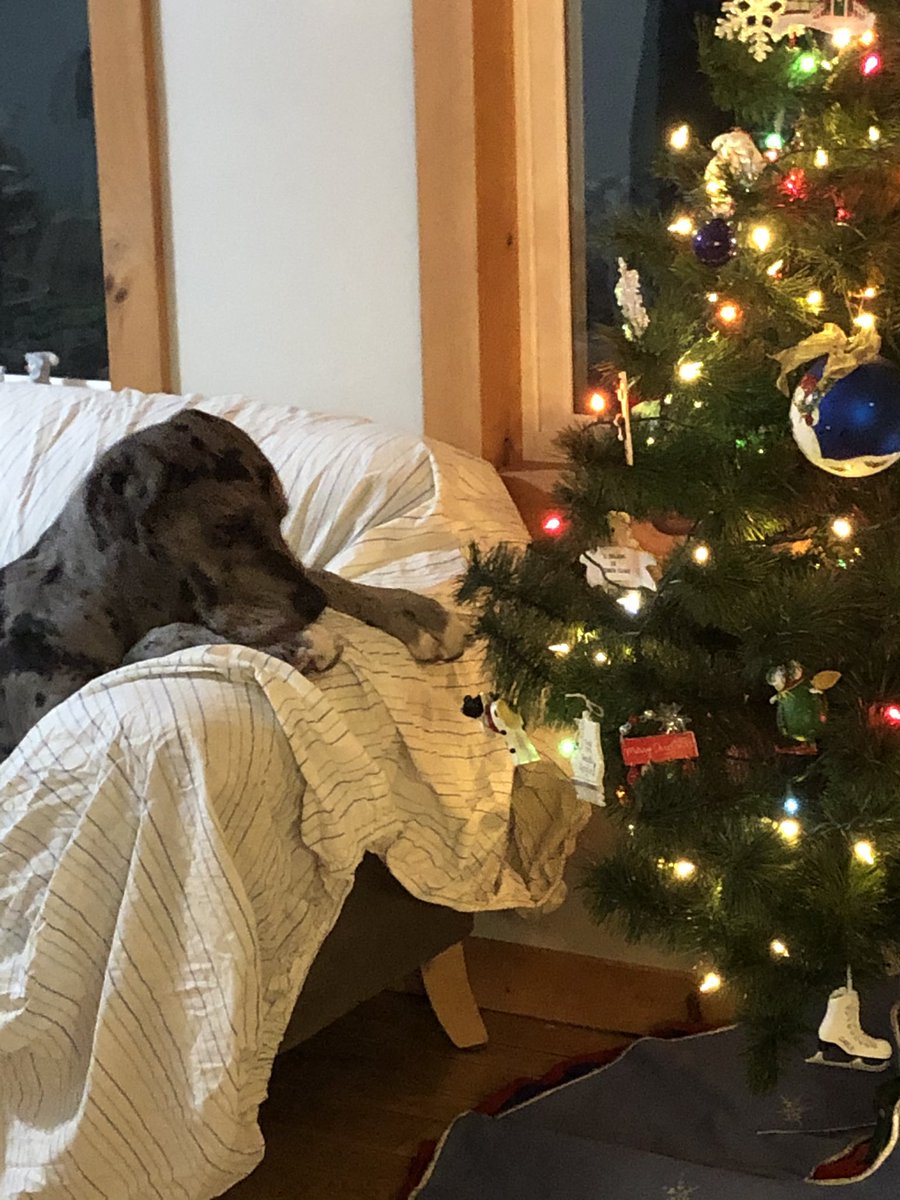 I have been told to wait for something called Santa, hope it comes soon! <a href="/MBishopCHES/">𝕄𝕒𝕟𝕕𝕪 𝔹𝕚𝕤𝕙𝕠𝕡</a> <a href="/MeghanGermain6/">Meghan Germain</a> <a href="/eavicencio/">Elizabeth Vicencio</a> <a href="/JAG00815/">Jenn Goodwin</a> <a href="/SouthRanchTim/">Tim Oleksyn</a>