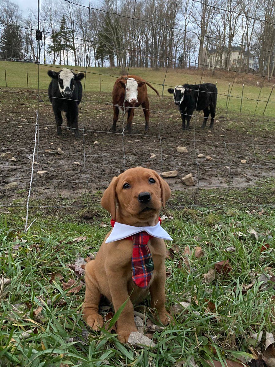 dog_rates's tweet image. This is Hank. He was one of our favorite replies to the festive thread yesterday. Claims he tied the tie himself. Even met some friends. 12/10 @Trupanion #partner