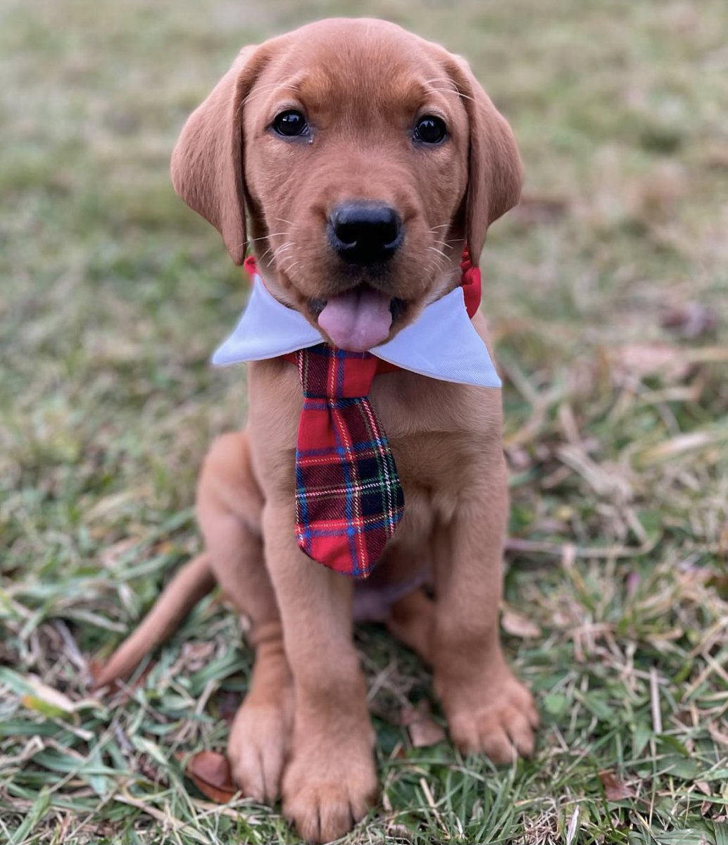 dog_rates's tweet image. This is Hank. He was one of our favorite replies to the festive thread yesterday. Claims he tied the tie himself. Even met some friends. 12/10 @Trupanion #partner
