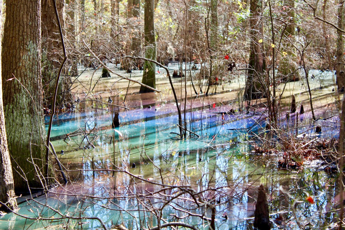 I just had to share this because I think it is really cool- when hiking in the swamp the sunlight hit the water just right to create a rainbow across the swamp. Truly spectacular in person, but the photos give you an idea. #FirstLandingStatePark @VAStateParks