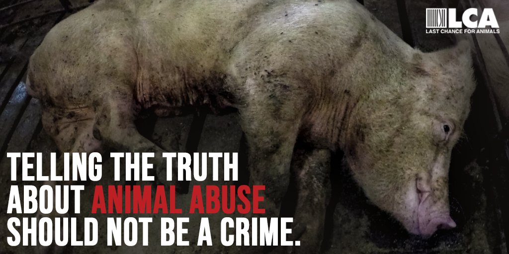 LC4A's tweet photo. Ag-gag laws make it a crime to tell the truth. #noaggag #stopaggaglaws https://t.co/sA6FJpl8PK