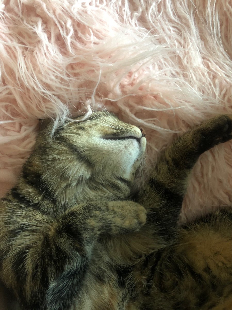 Momo is teaching me how I should spend my winter break. 🐱 💤
