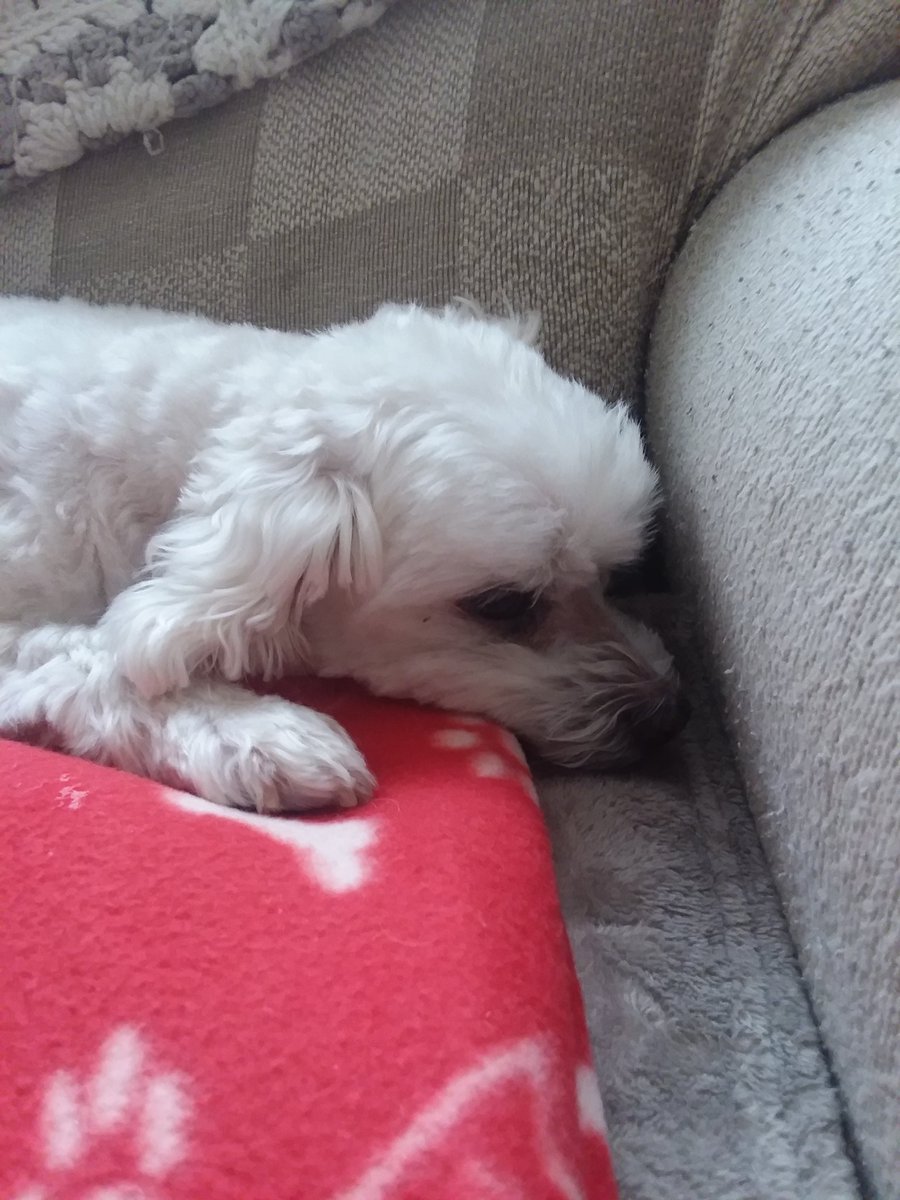 John_Watts22's tweet photo. @IntoTheShitter Maltese this is Connor https://t.co/YtTAcAeJT7