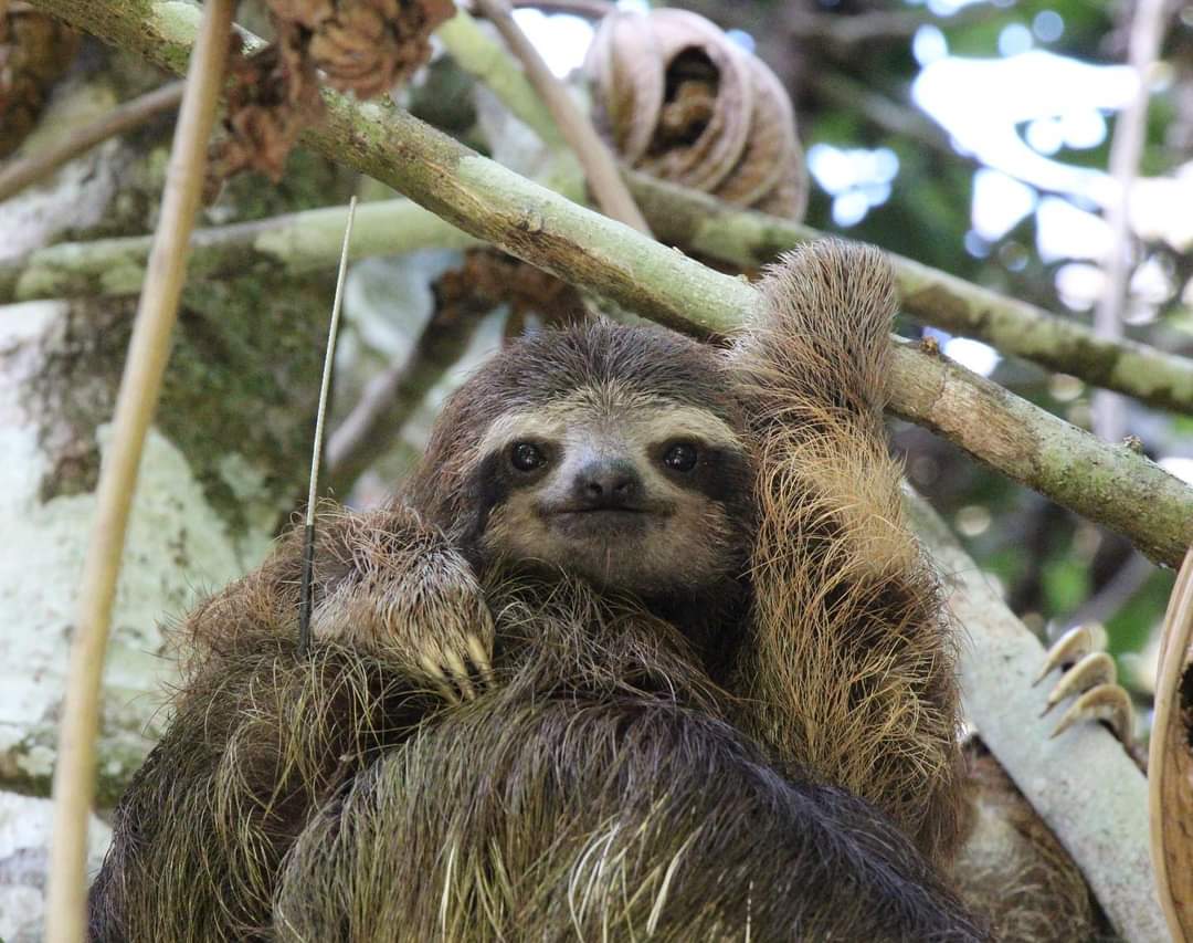 SlothCon's tweet photo. Bojangles has become the most studied #sloth in the world! He has provided a wealth of data, despite being so young. He is teaching us an incredible amount about sloth behaviour.🦥 You can learn more about his amazing story by adopting Bojangles here! 
https://t.co/QVnuq0AsnE https://t.co/LmwDW31HhL