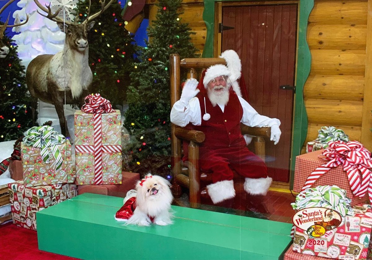 LilCaliGurl's tweet photo. My vizit wif #santapaws π
π» he waz pawsum #santaItried #kissingup he told me 3 more sleeps!
.
.
.
#caligurl #Pekingese #santa #throughadogseyes #dogswithsanta #christmasdog #christmasdogs #christmas2020 #visitingsanta #believeinthemagicofchristmas #santaclaus #believe https://t.co/Co0j3Qc4XB