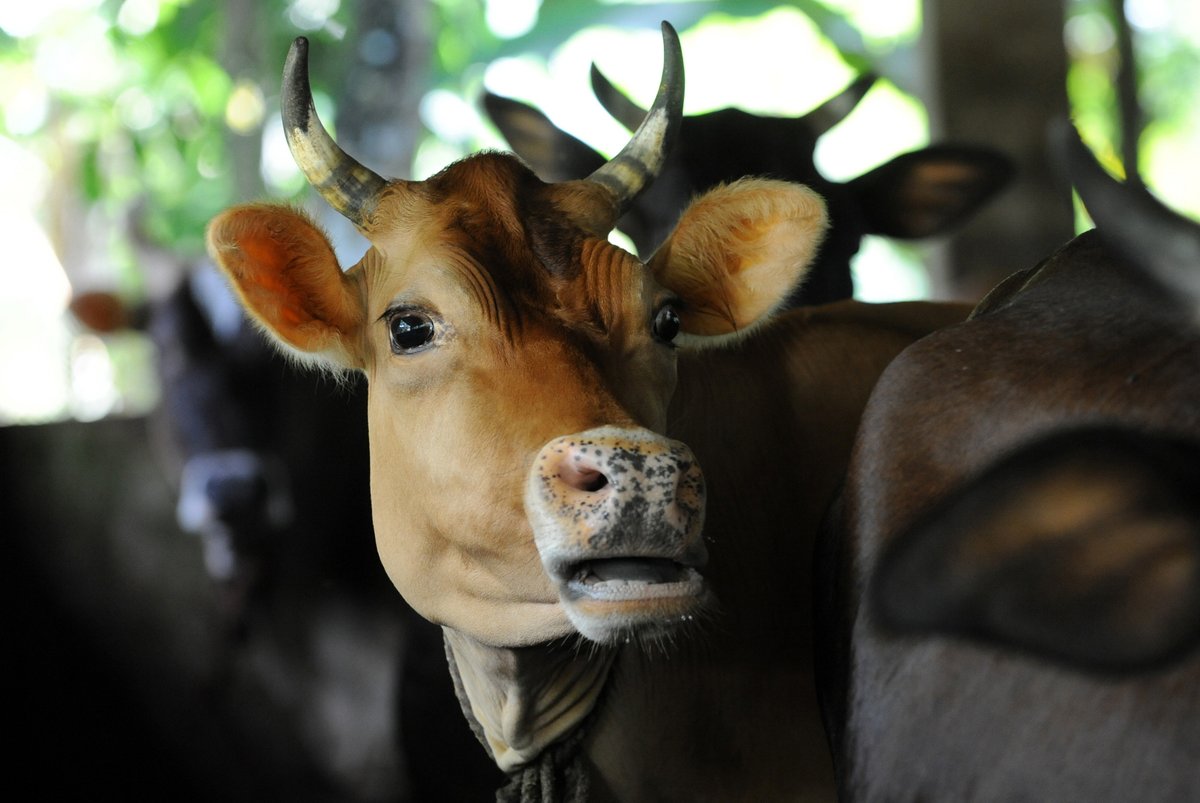 FAOAsiaPacific's tweet photo. @FAOAsiaPacific will soon launch a 4-week Online Course on #lumpyskindisease preparedness for AsiaPacific through the Virtual Learning Centre(VLC-RAP),developed by @Eufmd in collaboration with #GFTADs @FAO @OIEAnimalHealth @Loeffler_News Register today: https://t.co/2W3qu7LWuP https://t.co/67Zwp1dwQ9