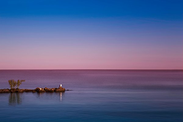 New artwork for sale! - "King of the Lake" - fineartamerica.com/featured/king-… @fineartamerica