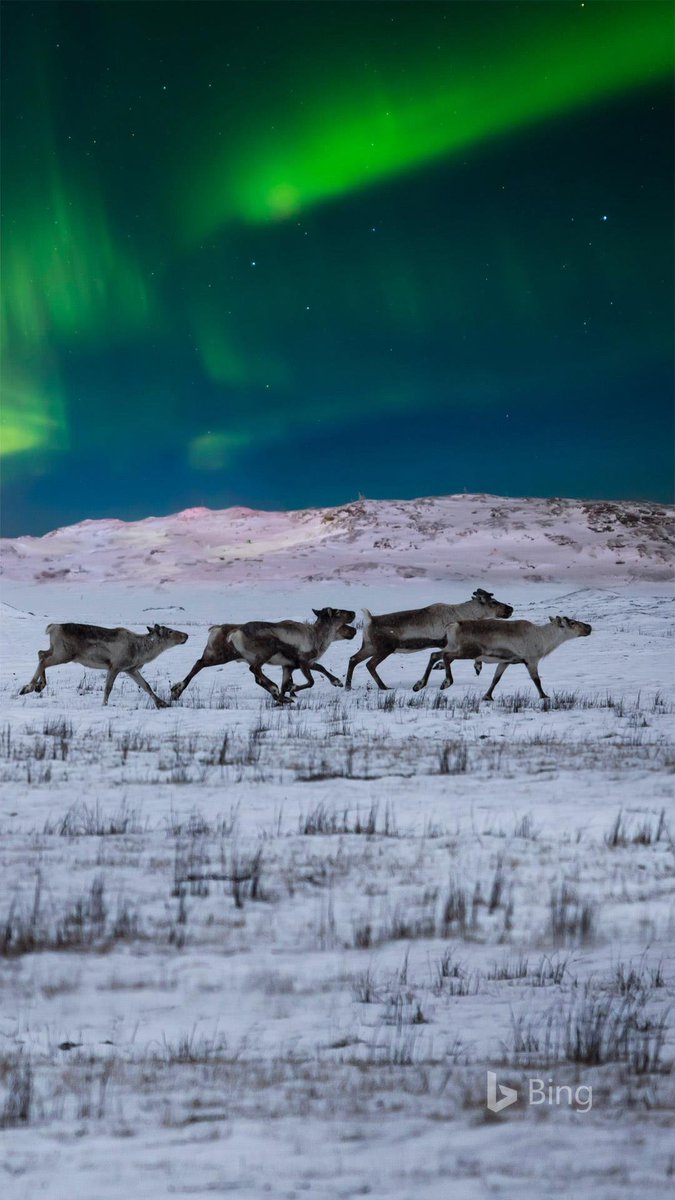 Franzy863's tweet photo. 💚💚🖤💚💚🖤💚💚 😊😎Nordlichter und wild lebende Rentiere in der Tundra in Norwegen (© Anton Petrus/Getty Images) https://t.co/AVPQe7b3MR