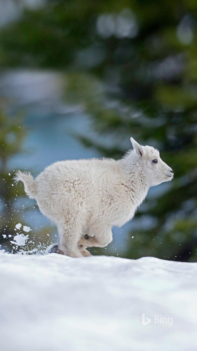 Franzy863's tweet photo. ❤️ Junge Schneeziege im westlichen Montana, USA (© Donald M. Jones/Minden Pictures) https://t.co/GD8KLgl0oO