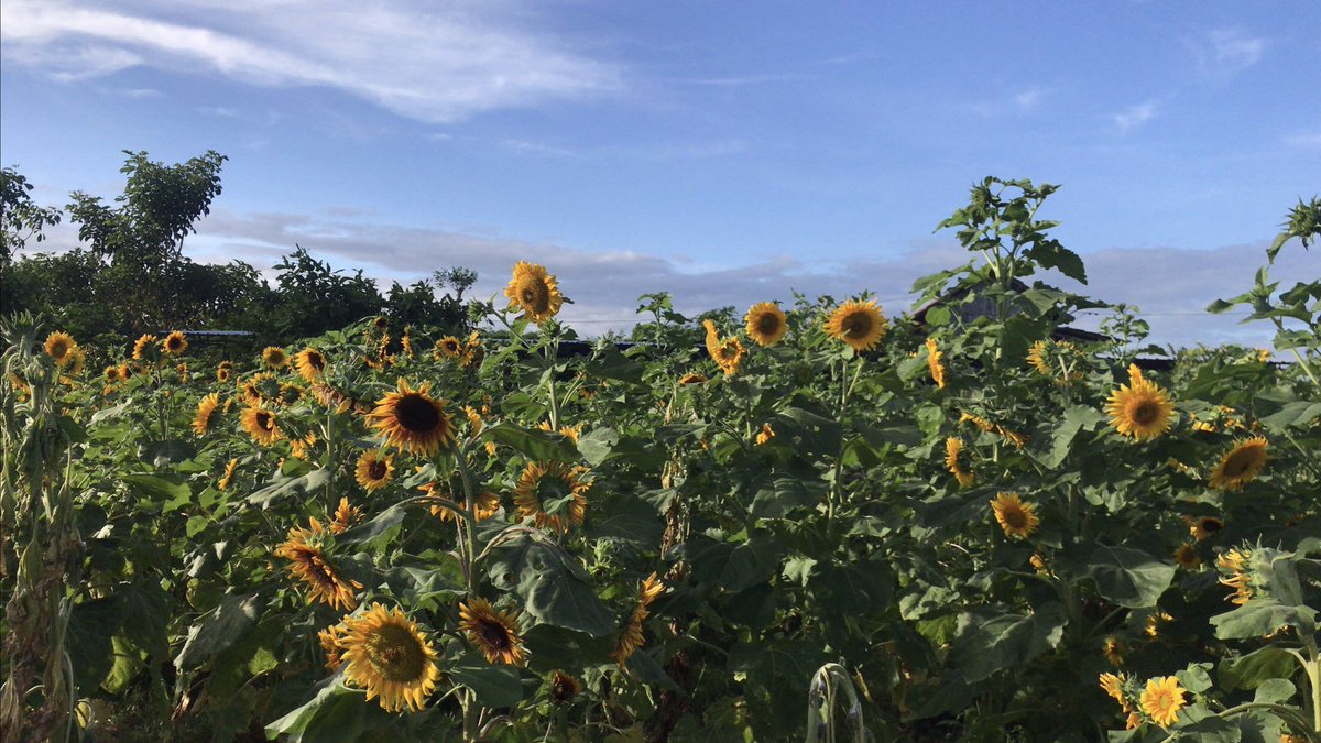 zdanetnrng's tweet photo. sunflower.- https://t.co/GfQ6fbW928