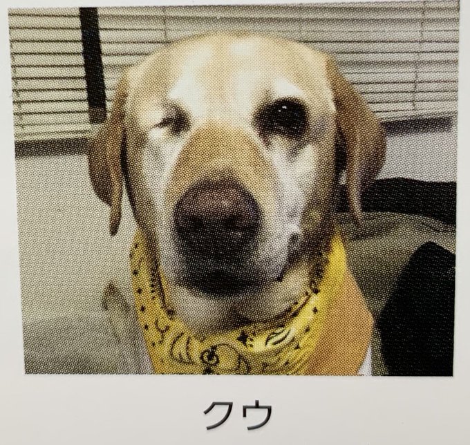 盲導犬 の評価や評判 感想など みんなの反応を1日ごとにまとめて紹介 ついラン