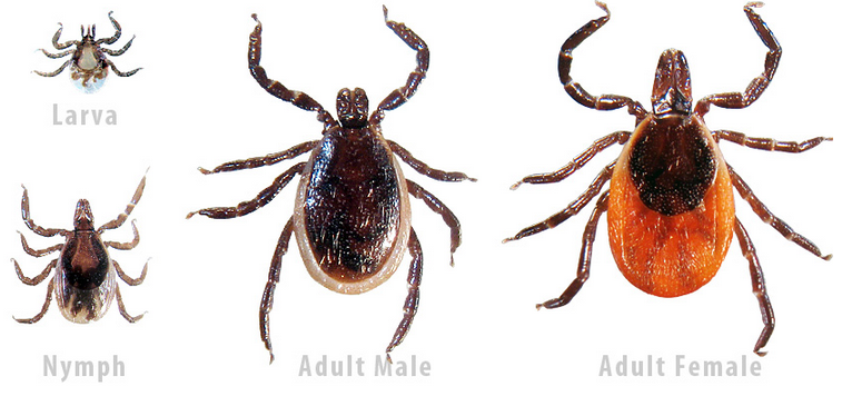 A new model built by #ILLINOIS entomology professor Brian Allan and U. of Maine professor Allison Gardner accurately predicts where black-legged ticks and Lyme disease will appear next in the Midwest. bit.ly/3mC9oZ2
