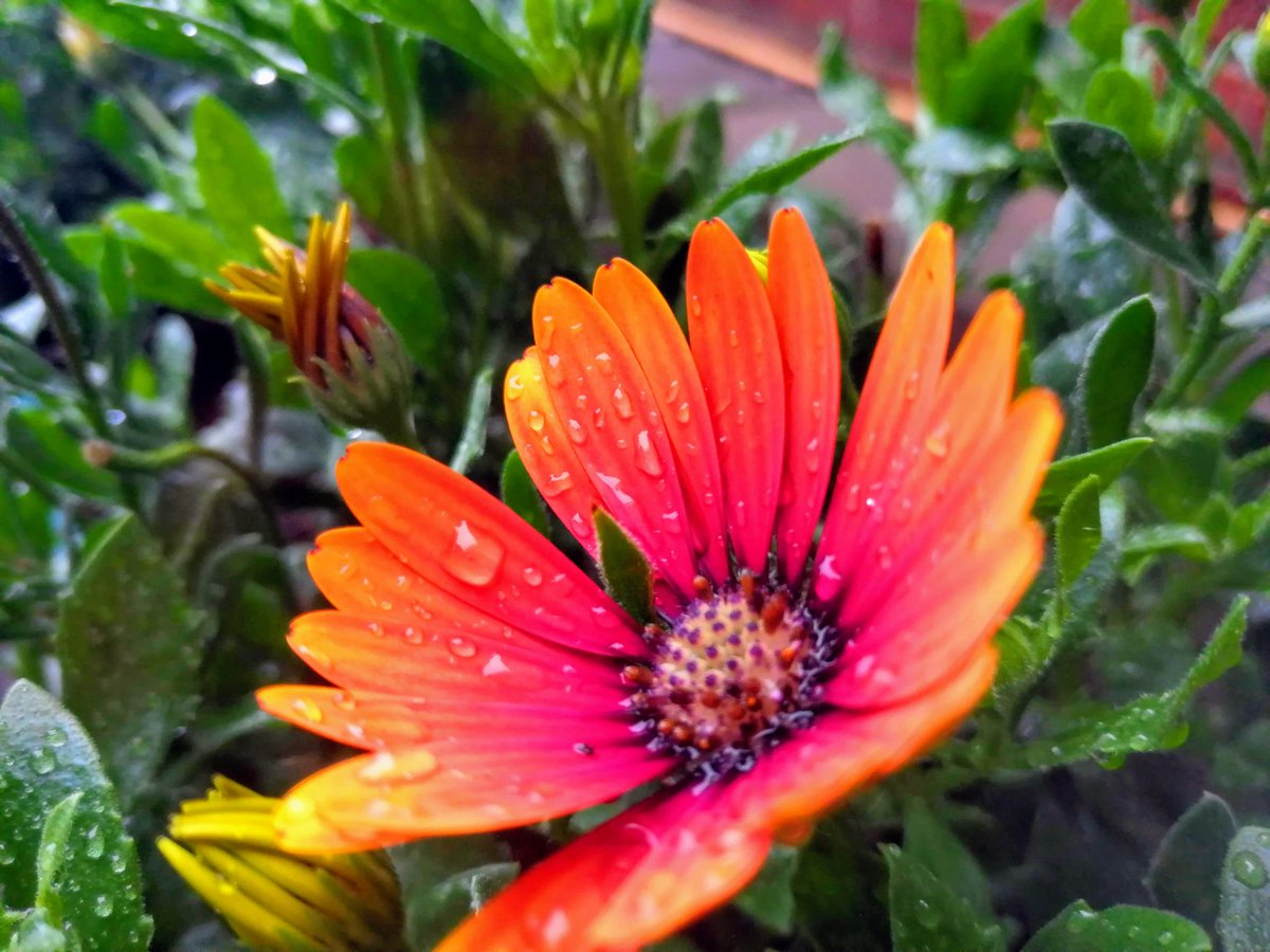 ANPhotography13's tweet photo. Small water droplets on a vibrant flower. #droplets #water #flower #vibrant #summer #nature #colourful https://t.co/JPM4ZYdZ3b