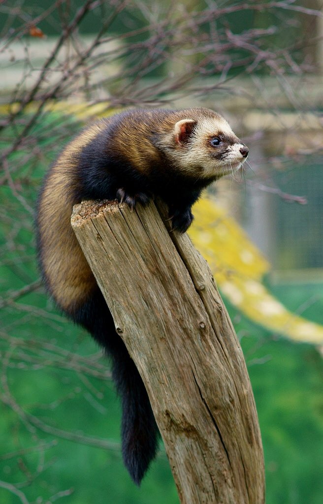 FerretFacts's tweet photo. Ferrets are domesticated from the European Polecat. It is believed their domestication started around 2,500 years ago and were mainly used to hunt rabbits and rodents. https://t.co/uv0y02MRyn