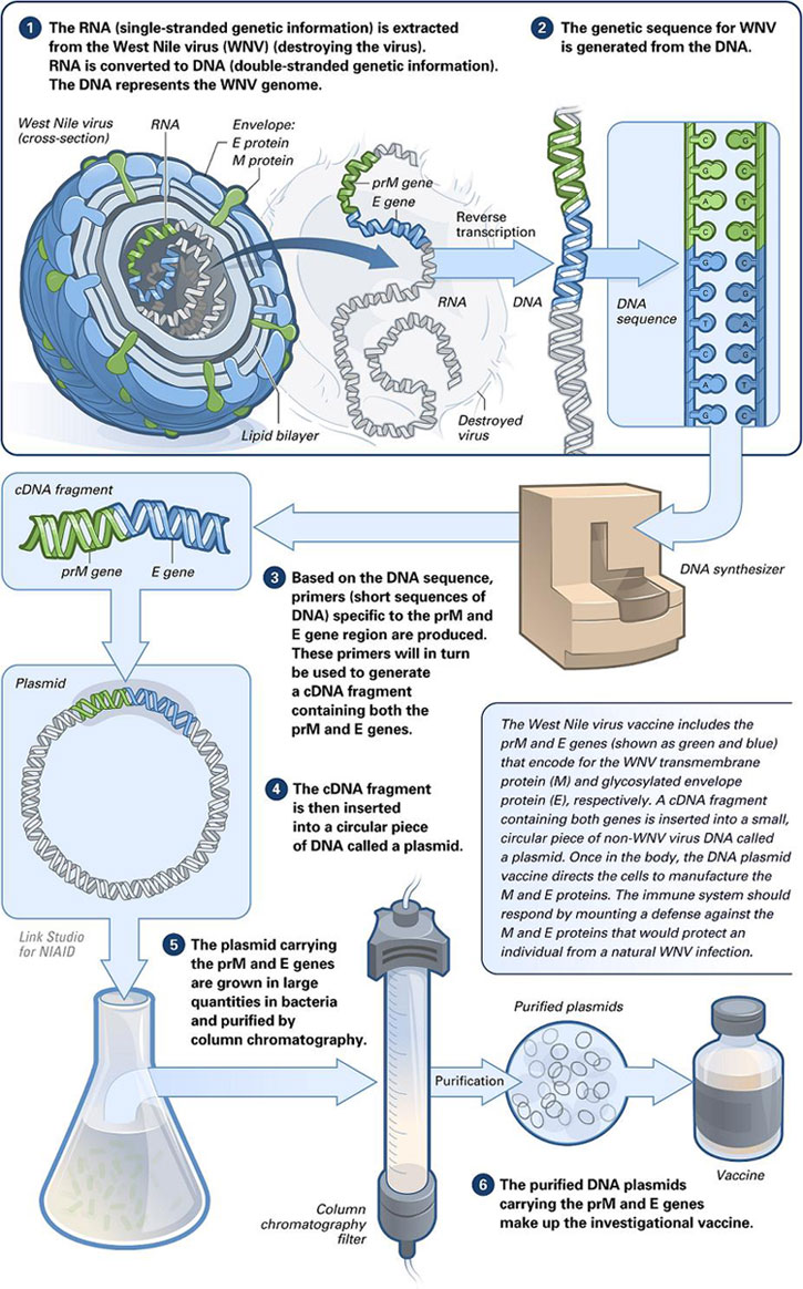 This is quite troubling, if you know what the phrase "DNA vaccine" means. https://en.wikipedia.org/wiki/DNA_vaccine