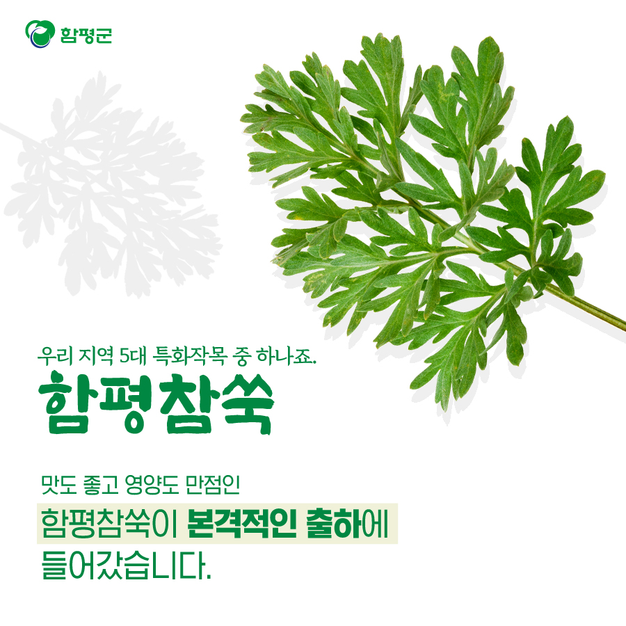 Hampyeong1's tweet photo. 다른 쑥보다 더 일찍 맛볼 수 있어요!
함평참쑥!
맛과 향이 끝내주고
영양도 만점이니까요.
여러분도 꼭 한번 드셔보세요^^
#함평 #참쑥 #함평참쑥 #출하 #영양 #향 #건강 https://t.co/FN2KjASQ00