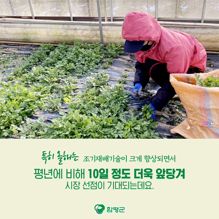 Hampyeong1's tweet photo. 다른 쑥보다 더 일찍 맛볼 수 있어요!
함평참쑥!
맛과 향이 끝내주고
영양도 만점이니까요.
여러분도 꼭 한번 드셔보세요^^
#함평 #참쑥 #함평참쑥 #출하 #영양 #향 #건강 https://t.co/FN2KjASQ00