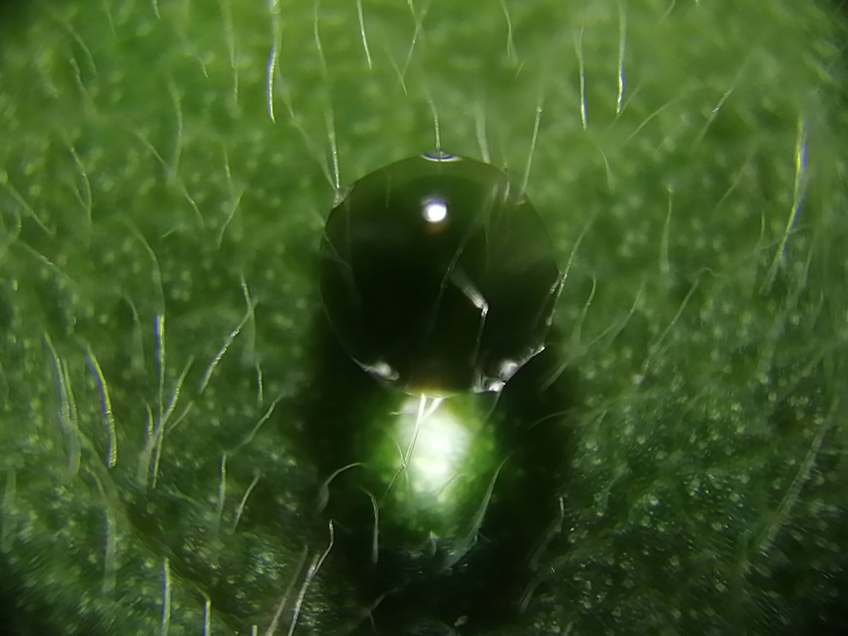 ANPhotography13's tweet photo. OK, I will stop with the water droplets now. #water #droplet #leaf #microscope #closeup https://t.co/AV3iJHBEOa