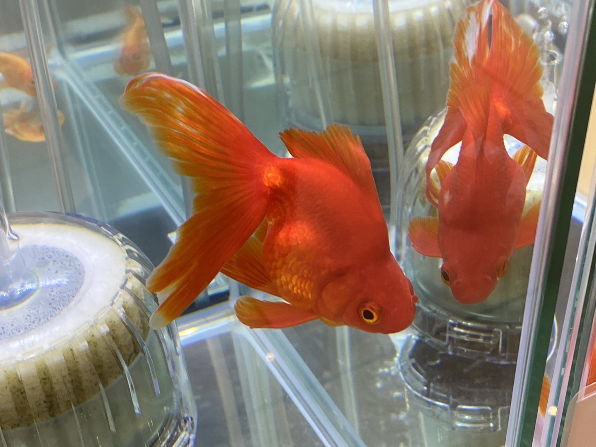 せいじ ハッピーアクト 金魚マイスター 転覆病って原因は複数ありますが 餌を食べて消化不良 でもって身体にガスが溜まって風船状態ってのが1番多いのかしら でも それにしてはガスの発生が早すぎる気もする ほんと食べた直後に転覆しますもんね せいじ ハッピーアクト 金魚マイスター 転覆病って原因は複数ありますが 餌を食べて消化不良 でもって身体にガスが溜まって風船状態ってのが1番多いのかしら でも それにしてはガスの発生が早すぎる気もする ほんと食べた直後に転覆しますもんね