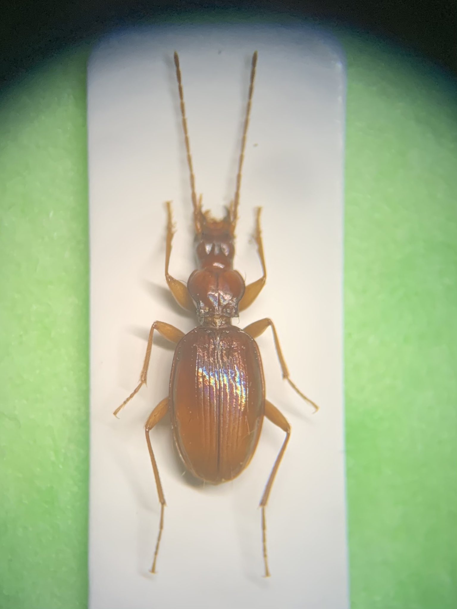 サクライメクラチビゴミムシ 標本-