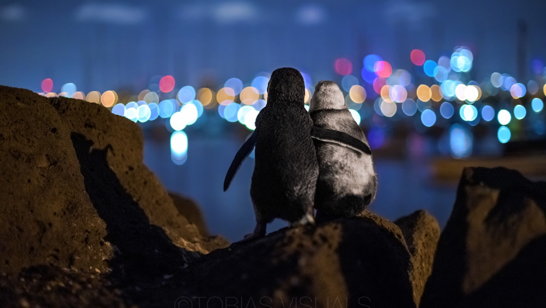 nmasforo's tweet photo. Foto de pingüinos melancólicos se hace viral y gana premio de fotografía https://t.co/uI1pqyzN9w https://t.co/JVDsibEk39