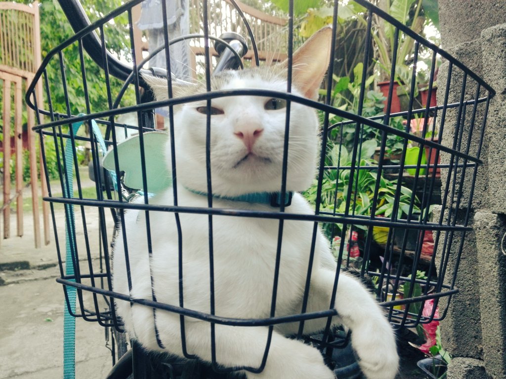 changempire15's tweet photo. I dont think santa will come to my house🙄 but patiently waiting.... 😻😁 #CatsOfTwitter #MyNameIsKuri
#Meowchristmas #CatLovers #Catph #meowdel #CalicoCrew #Catphotography #CatsOfTwitter https://t.co/5BTjDycdT4