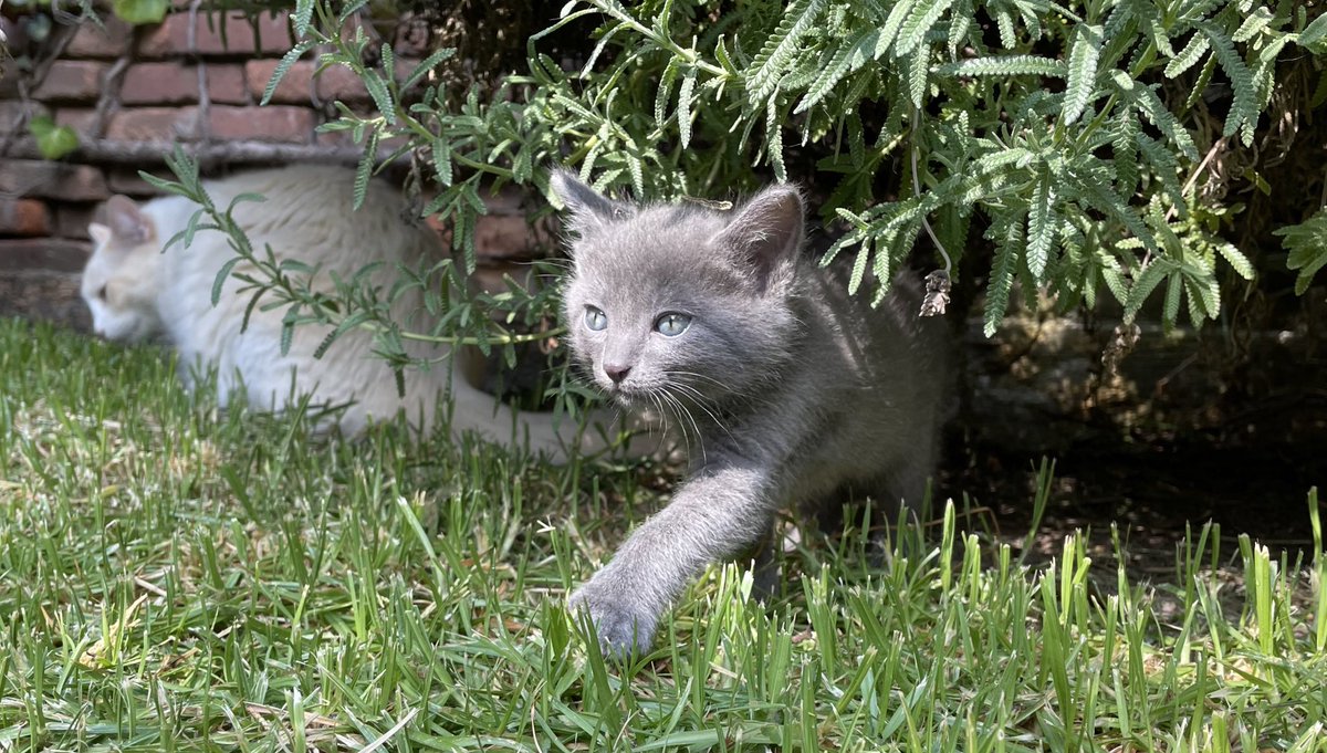 _OlivertheCat's tweet image. Palese ke saljo colieno en pilikula de Michael Bay 🐱🐾💥 #Oliver #CottyCorre #Amonos #PawTeam