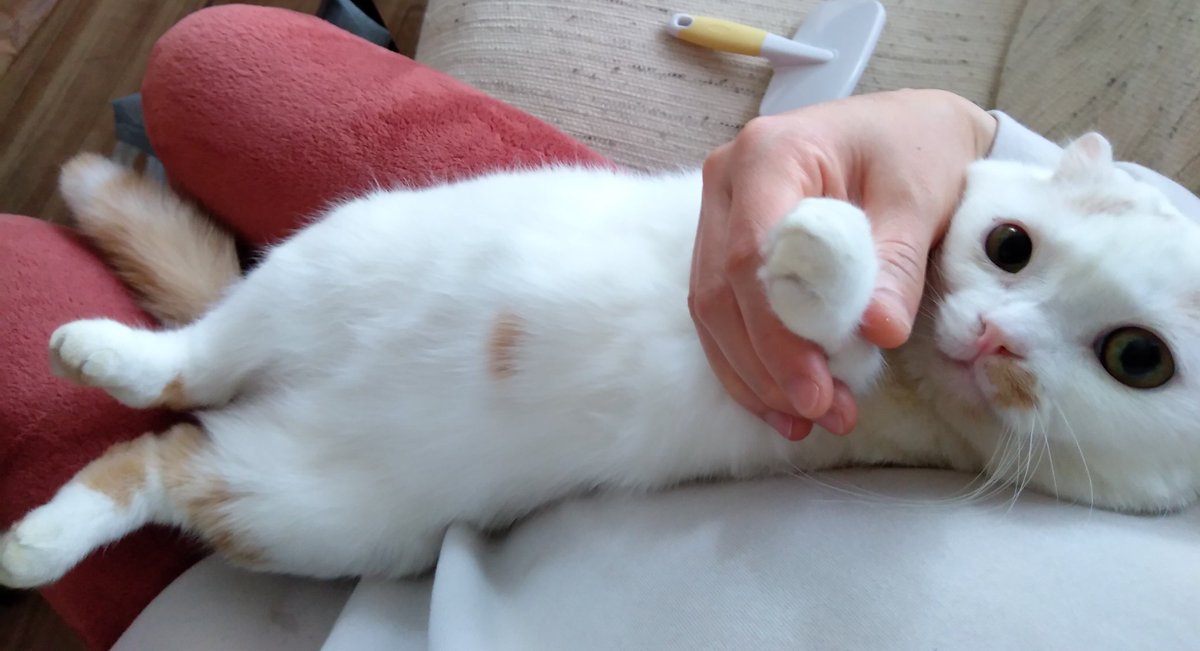 CapeM0819's tweet photo. ねこの腹

#ねこ #猫のいる暮らし #保護猫さんと暮らす #すこすこ https://t.co/yQCgmFO8Pw