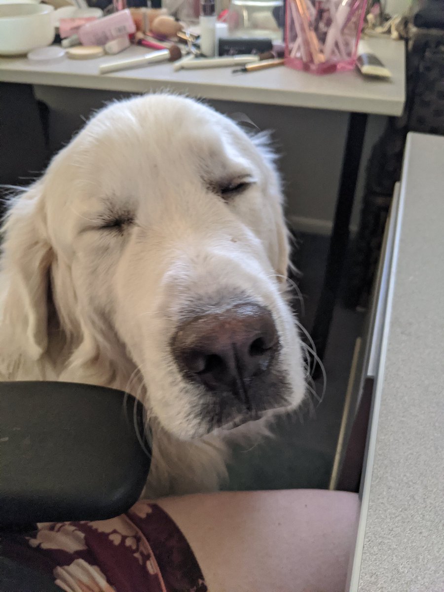 itskarla____'s tweet photo. Teddy and I were super sleepy this morning. Neither one of us was ready for work but we sucked it up and did it https://t.co/USv3Sdgeap