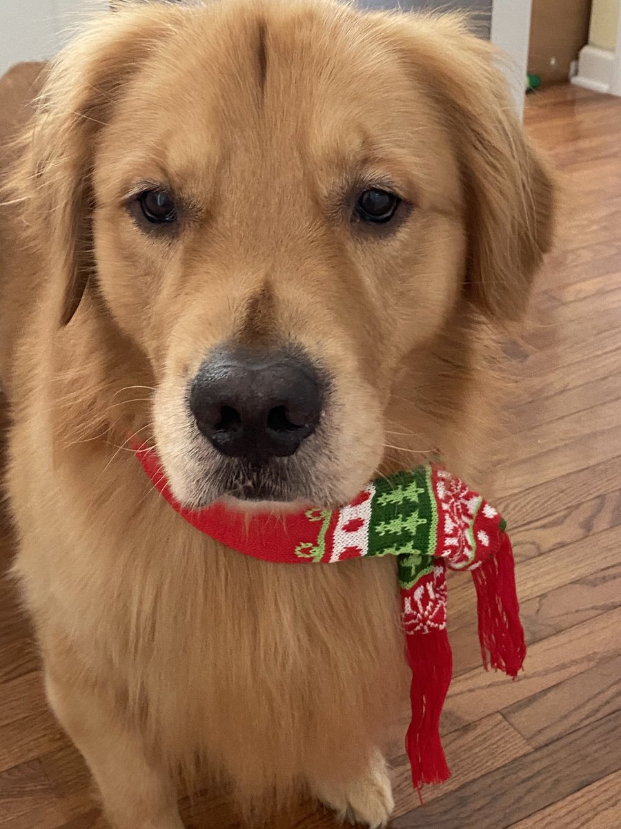 DearminTeaches tweet media