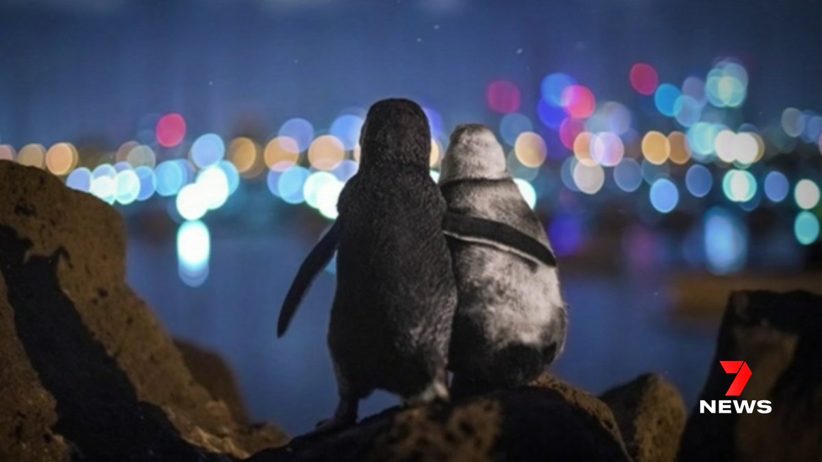 A photo of two widowed penguins near St Kilda pier in Melbourne has been awarded a top international prize by Oceanographic Magazine. The fairy penguins had recently lost their partner, and comforted each other for hours while watching the city lights. #7NEWS