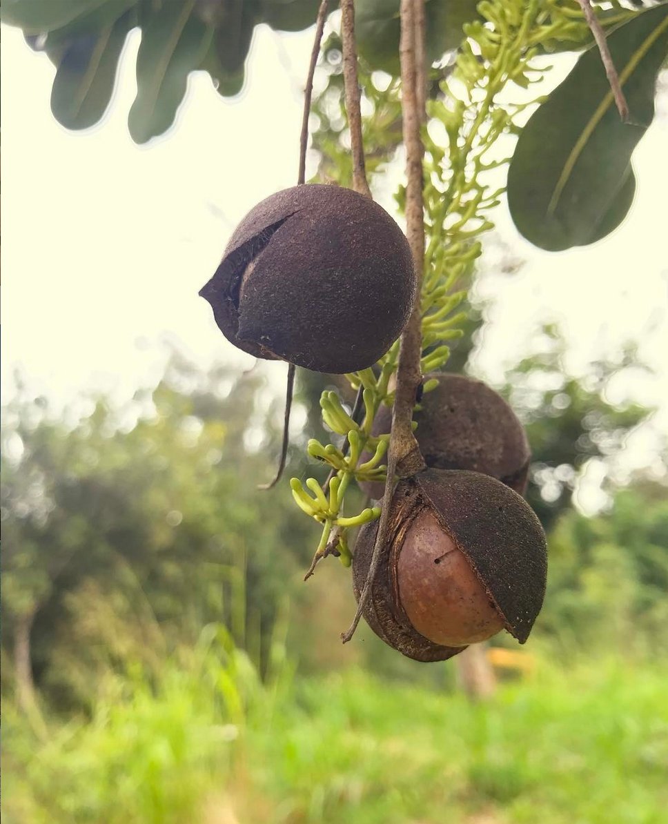 Big Island Farms Macadamia Nuts (Big_Island_farm) / Twitter