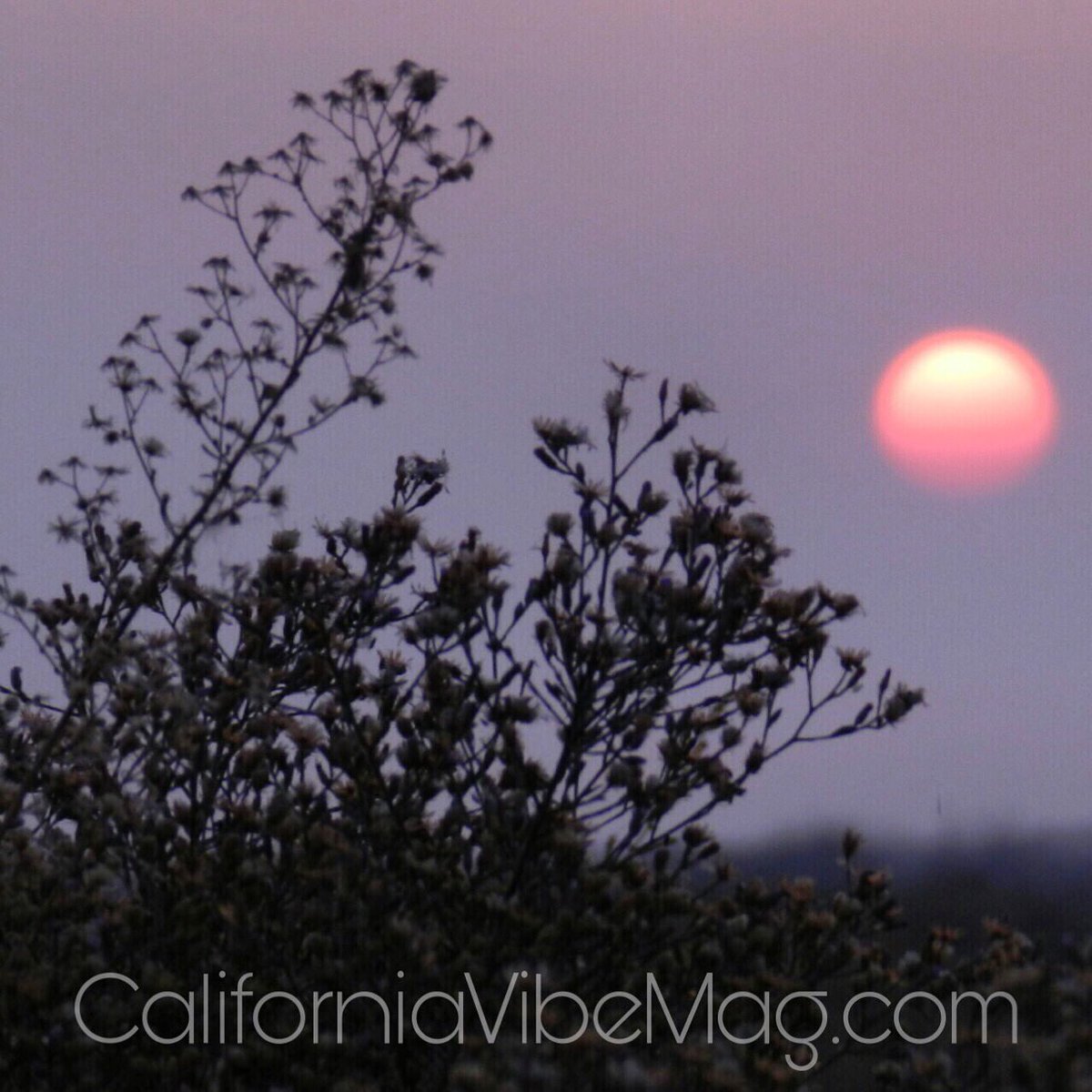 California Vibe tweet media