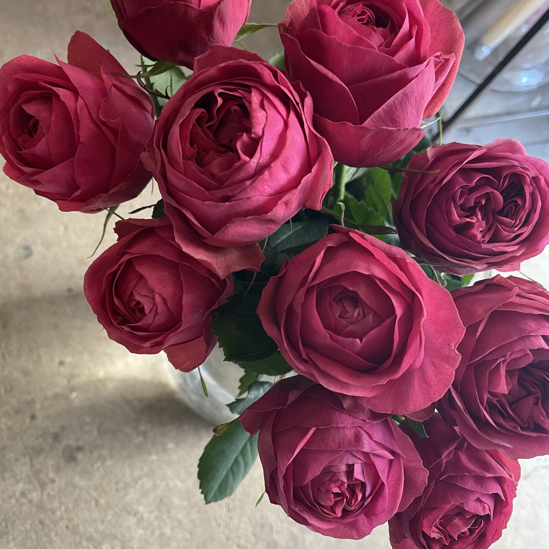 Uzivatel D Ici Peu Na Twitteru 毎日ひと花 薔薇 カーマインクラシック T Co Gx2j4lkouz Twitter