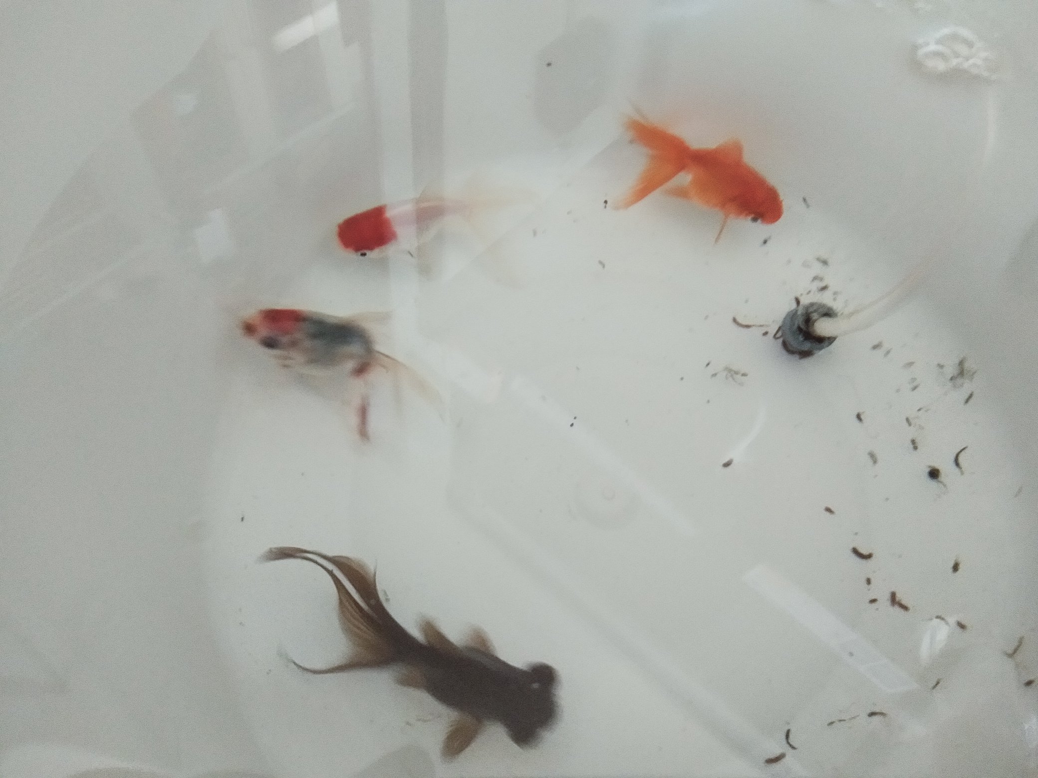 弥富の金魚の里親 Twitter Search Twitter